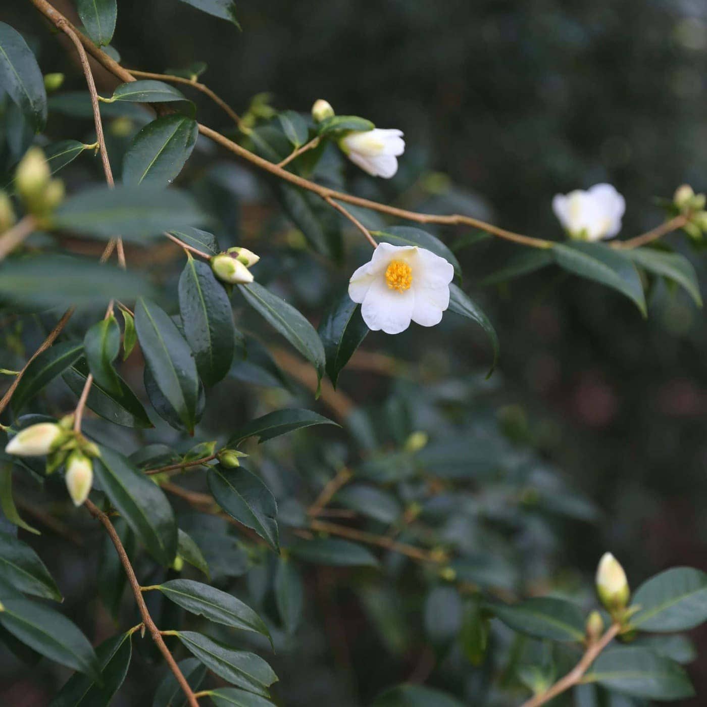 Camellia cuspidata x saluenensis 'Michael', a winter flowering Camellia