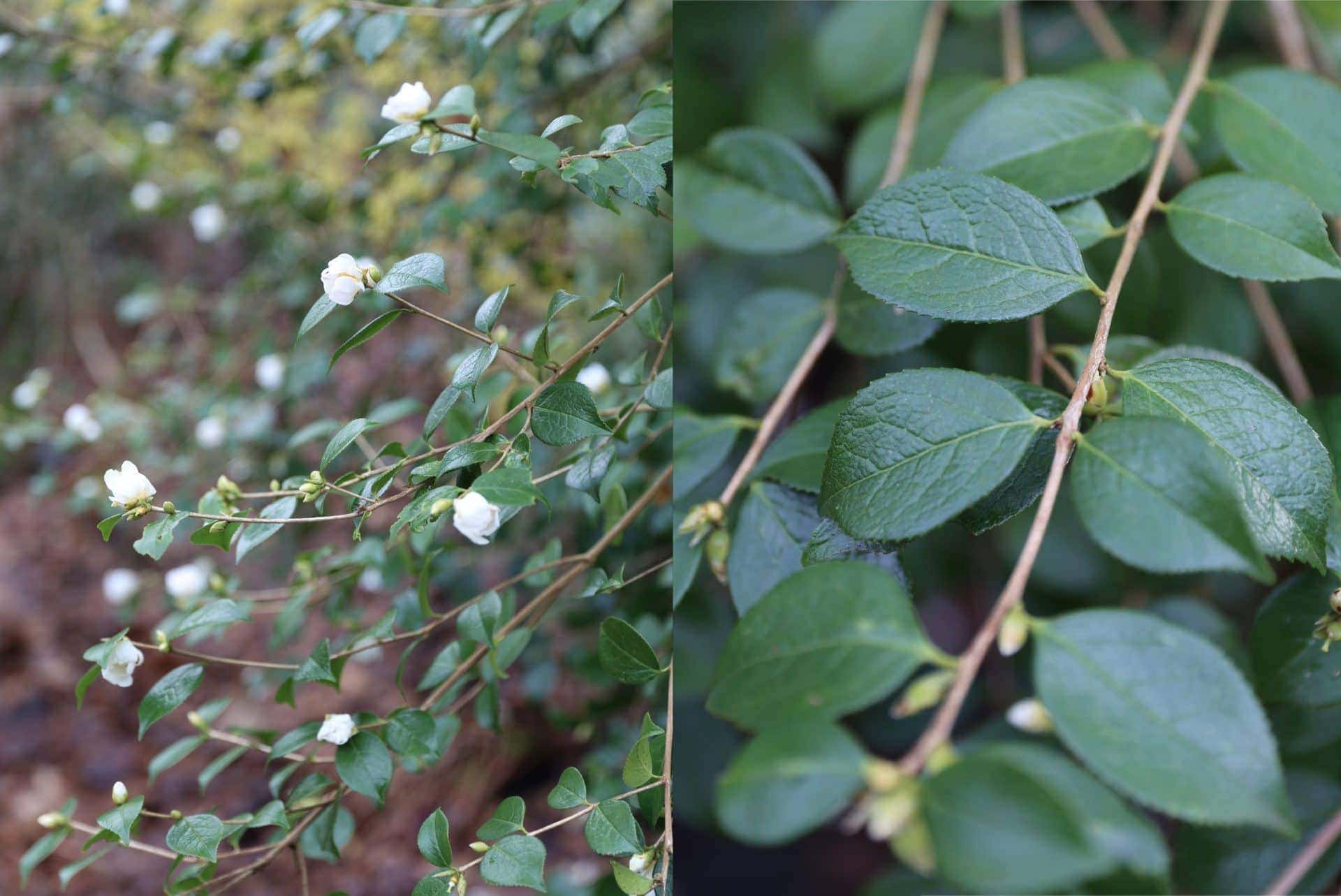 Flowers and foliage of Camellia grijsii winter flowering camellias