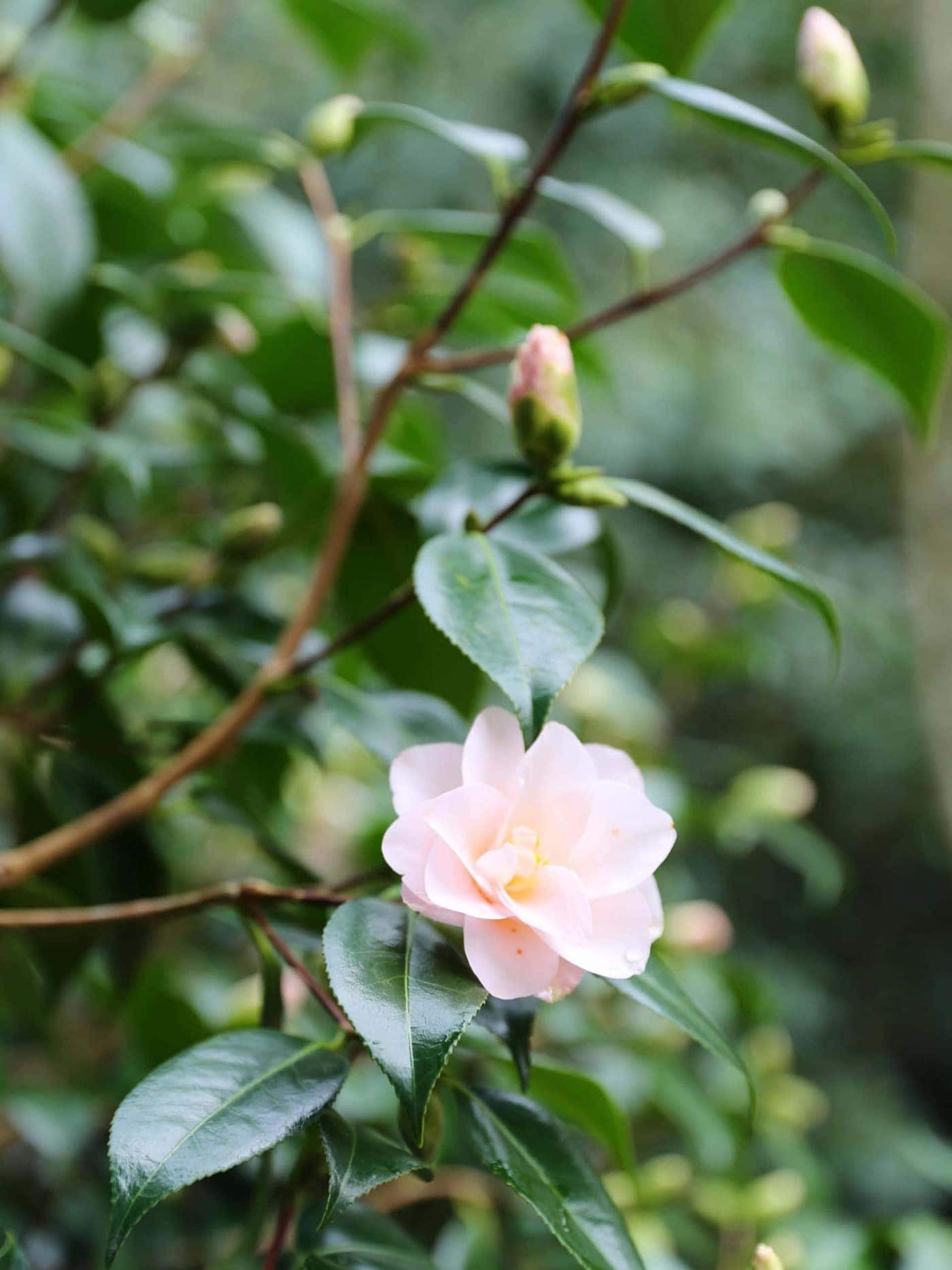 Camellia japonica 'Hagoromo' winter flowering camellias