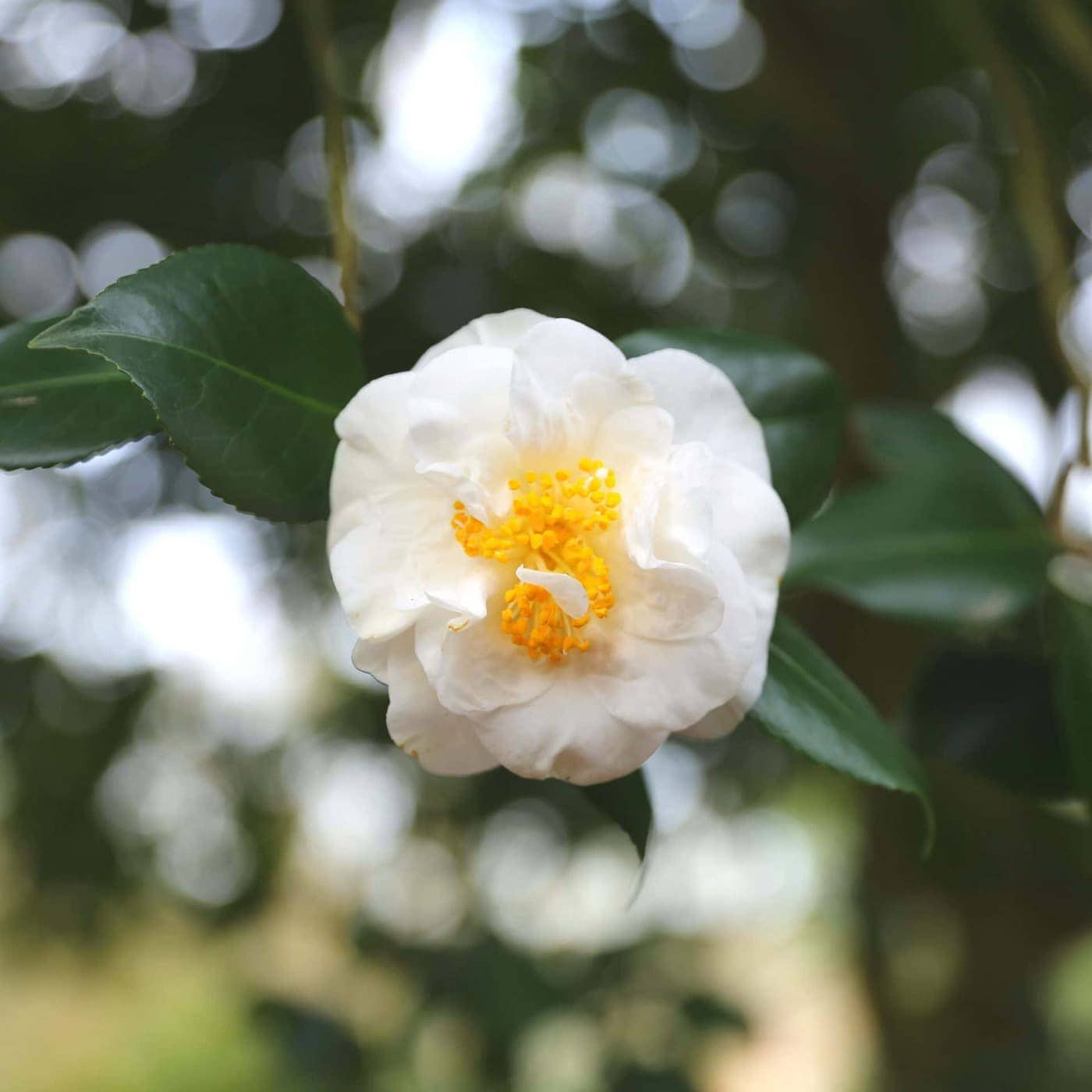 Camellia japonica 'Hakurakuten' winter flowering camellias