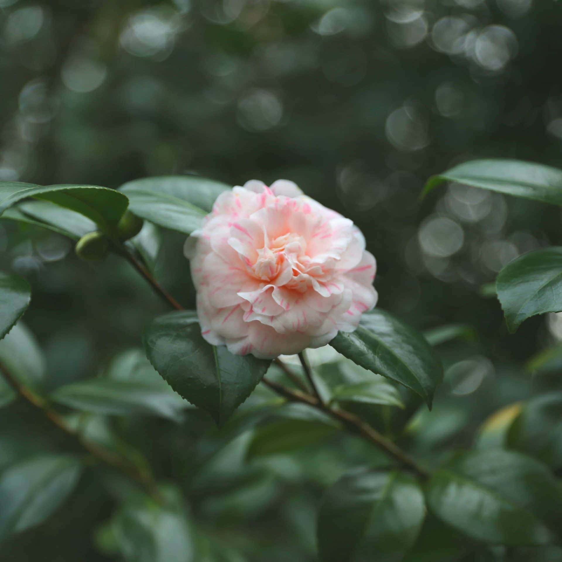 Camellia japonica 'Marguérite Gouillon' winter flowering camellias