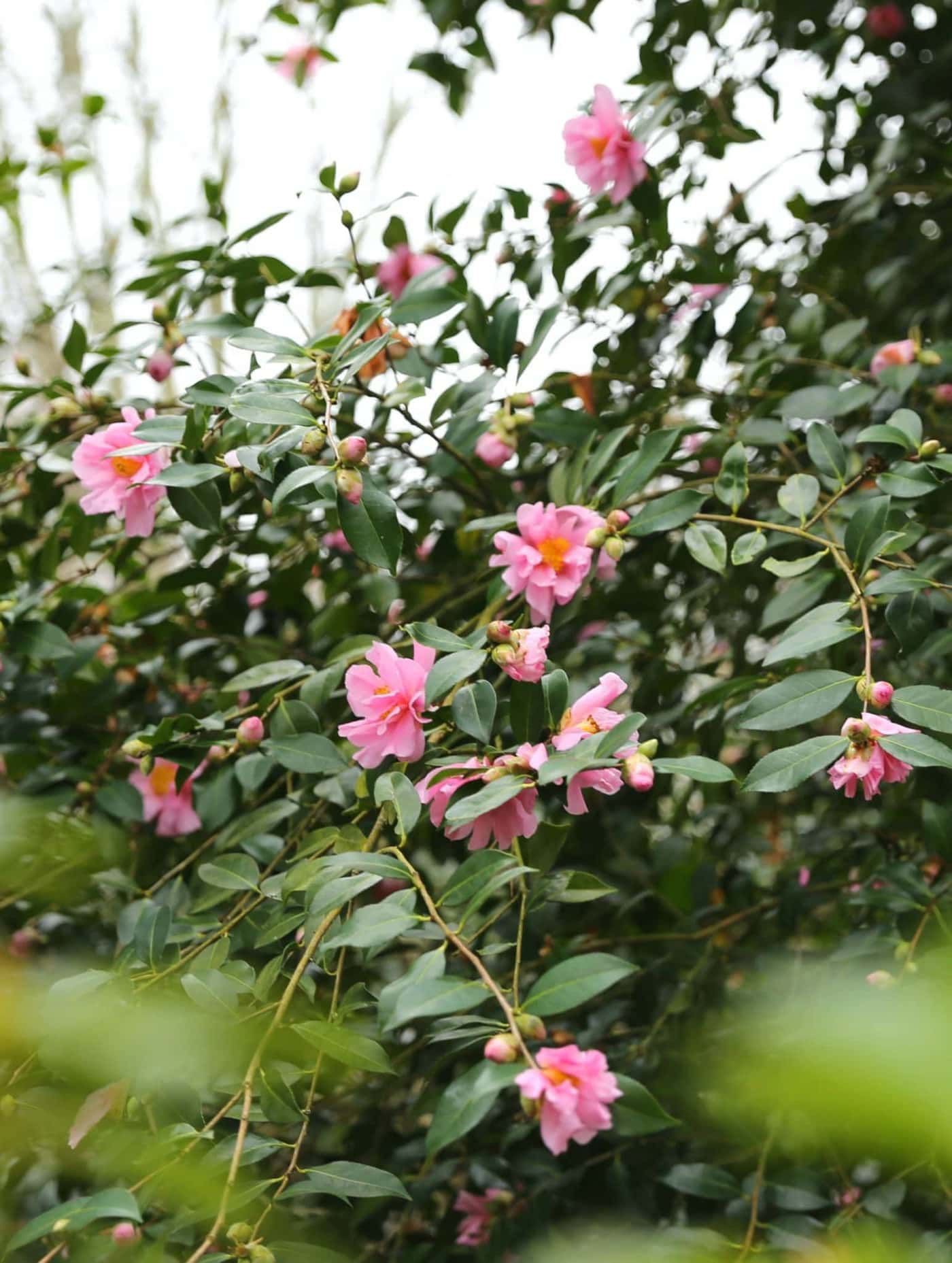 Winter flowering camellias, shining in late January at Wisley | Bestall