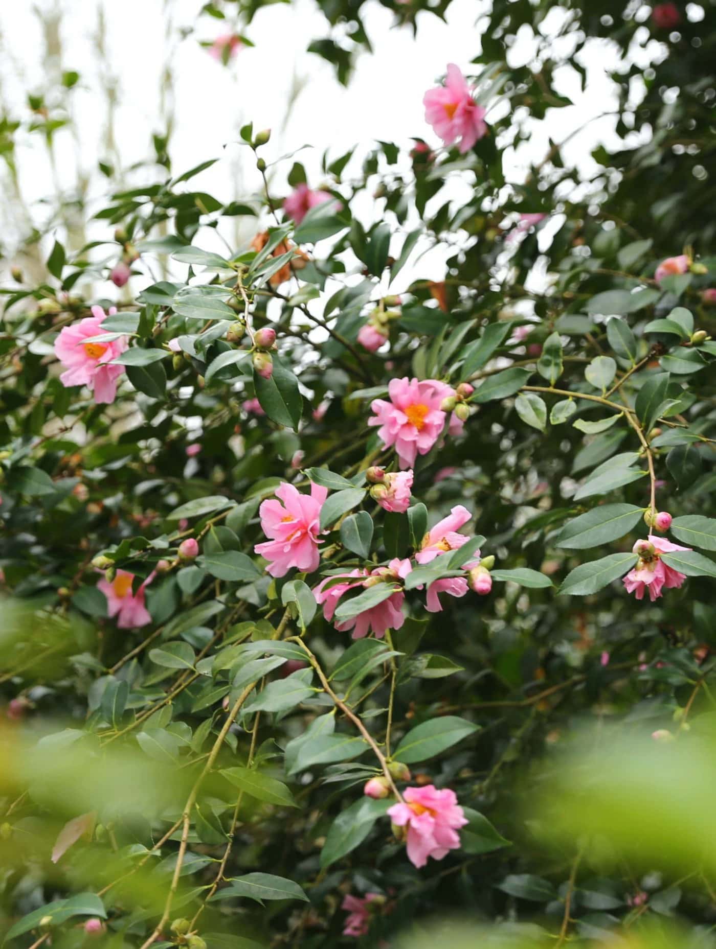 Camellia reticulata × sasanqua 'Dream Girl' winter flowering camellias