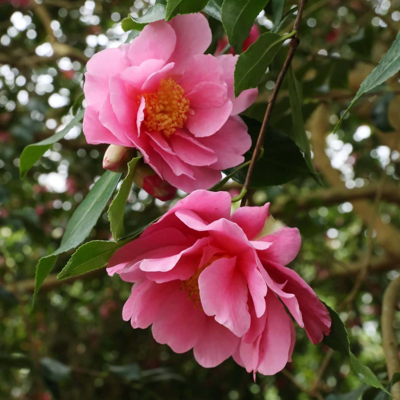 Camellia reticulata × sasanqua 'Dream Girl' winter flowering camellias