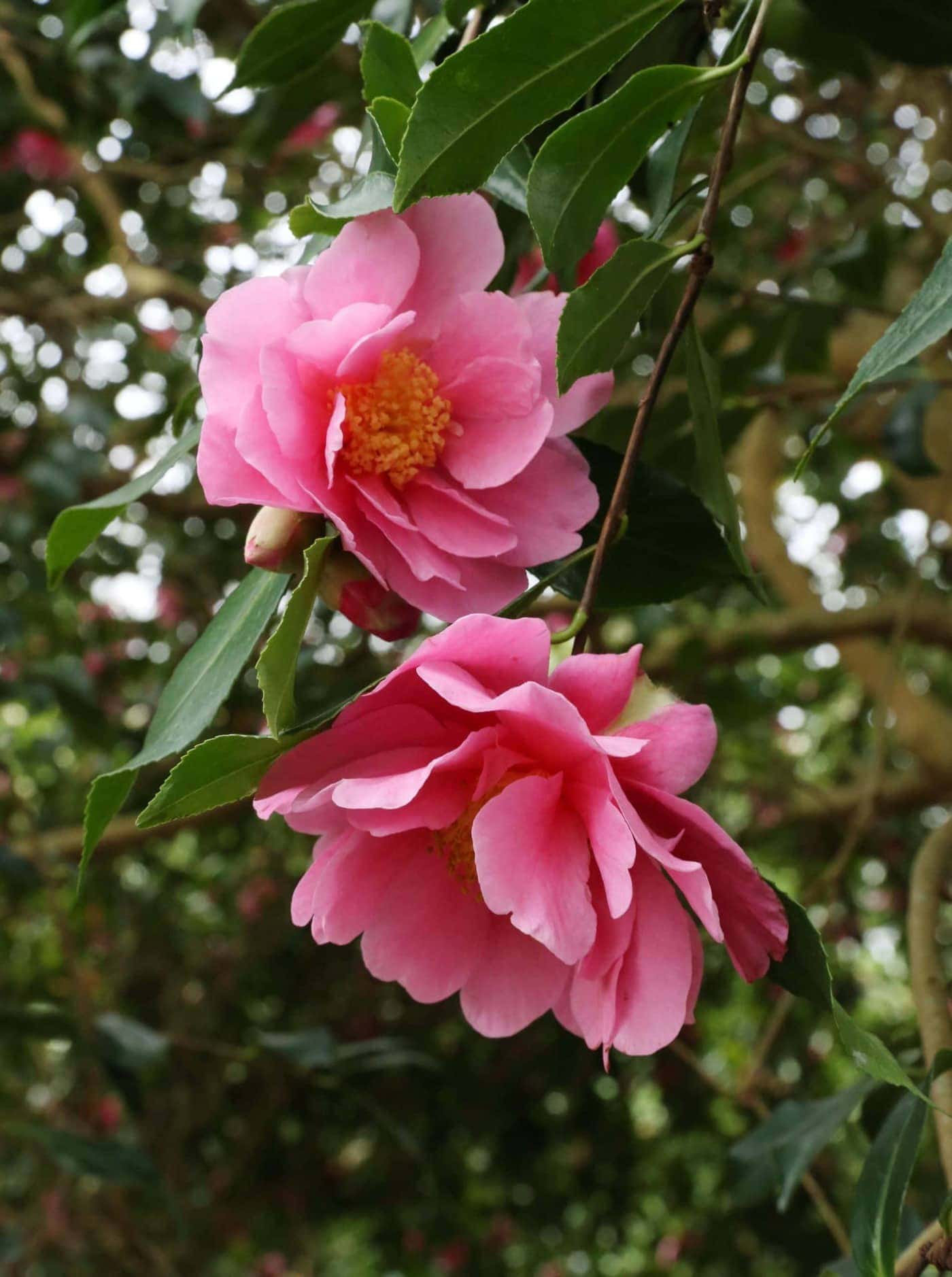 Camellia reticulata × sasanqua 'Dream Girl' winter flowering camellias