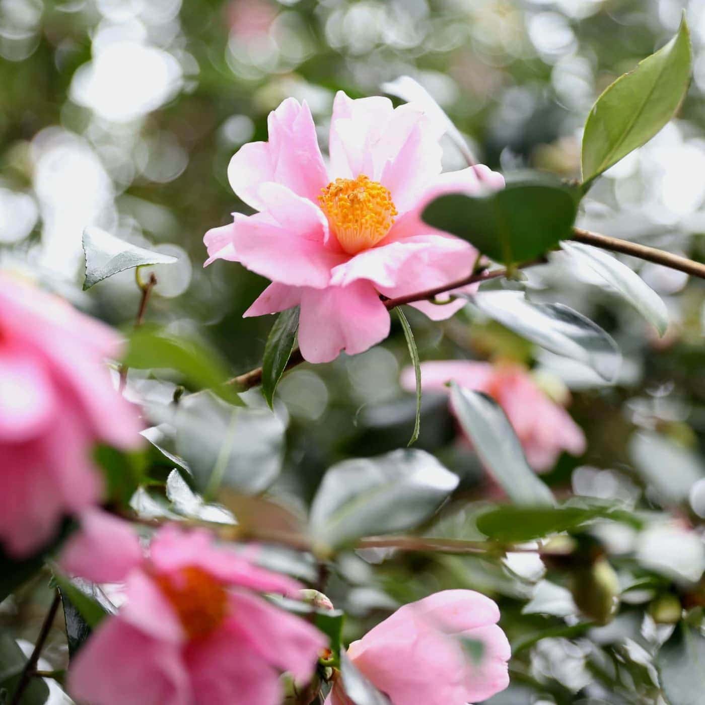 Camellia reticulata × sasanqua 'Show Girl' winter flowering camellias