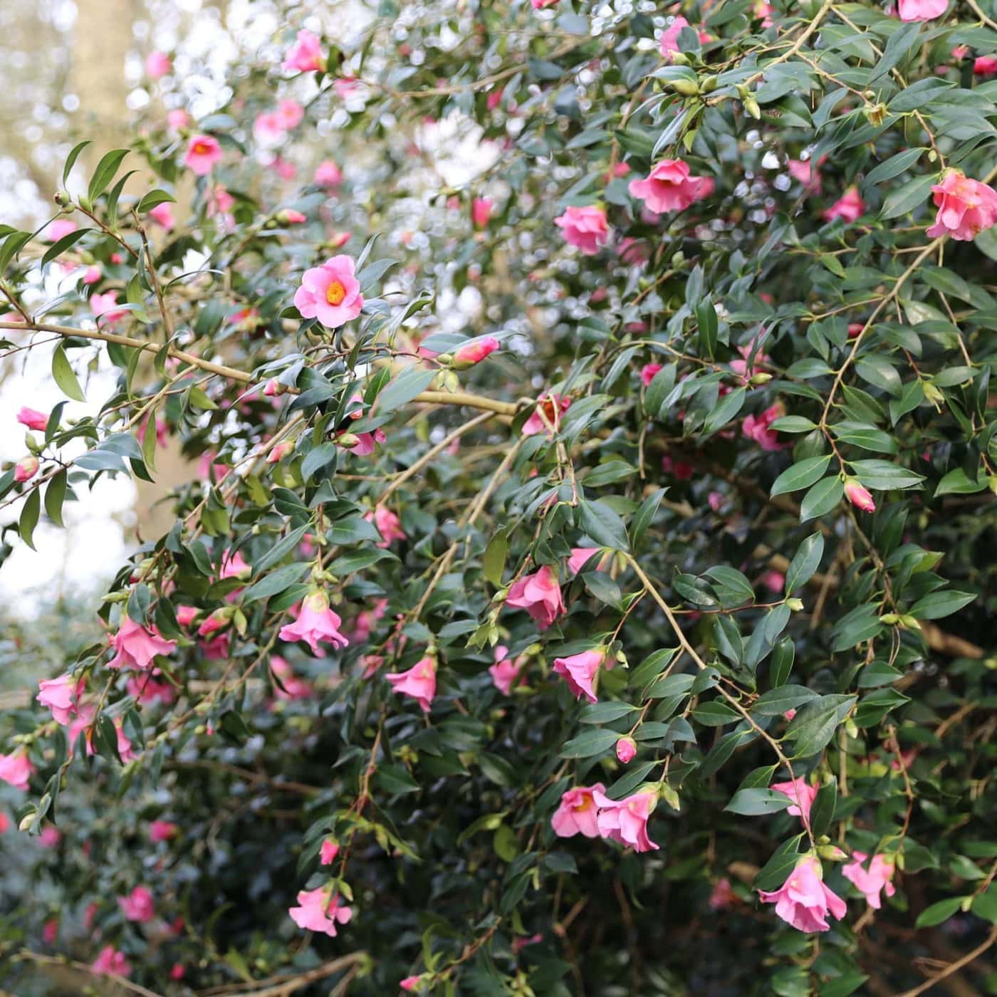 Camellia saluenensis 'Bartley Pink' winter flowering camellias