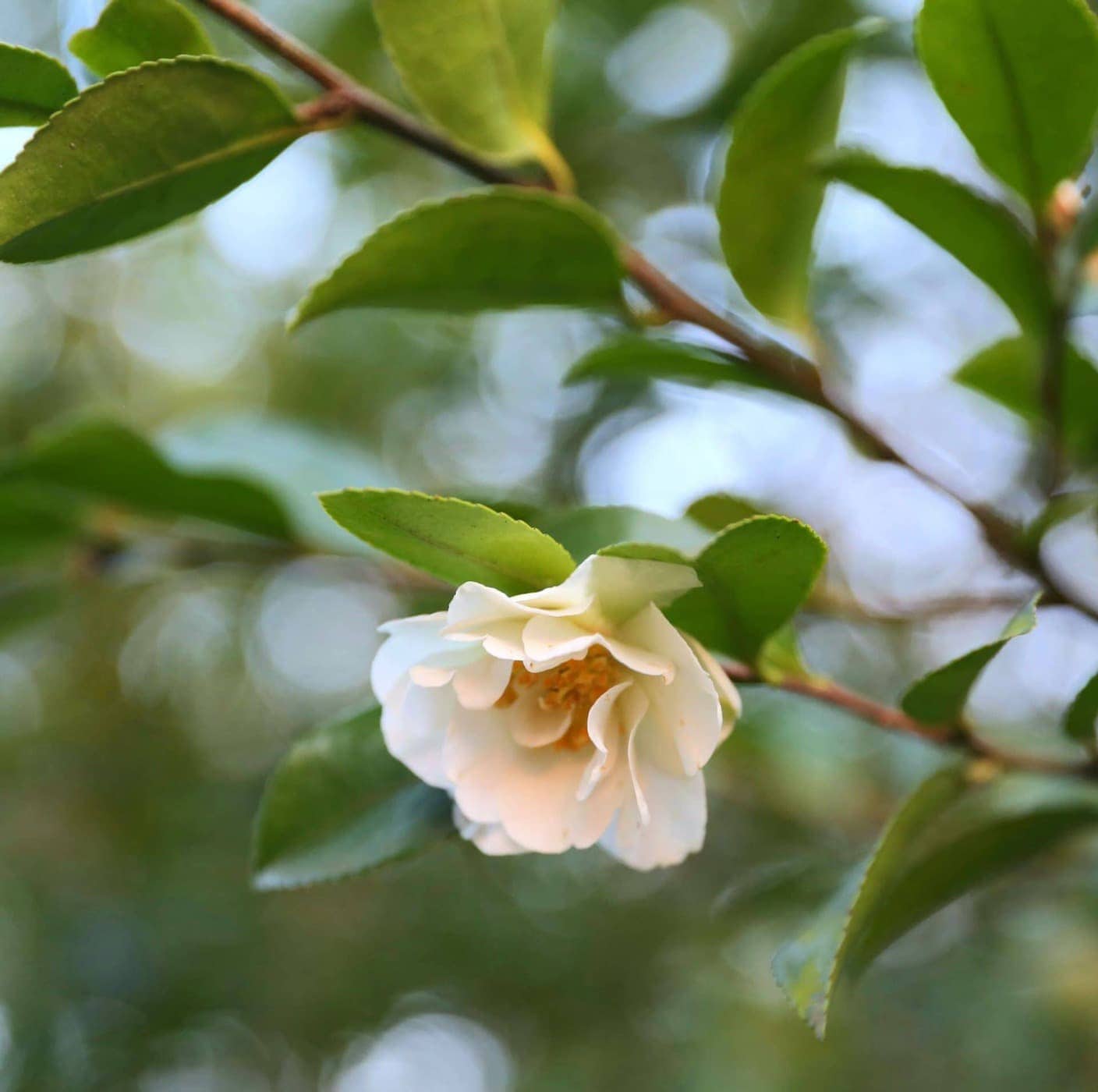 Camellia sasanqua 'Gay Sue'