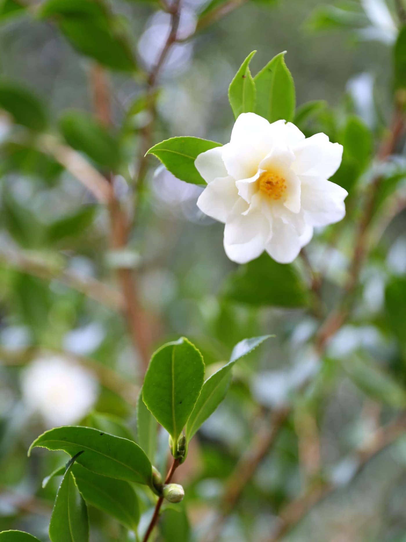 Camellia x vernalis