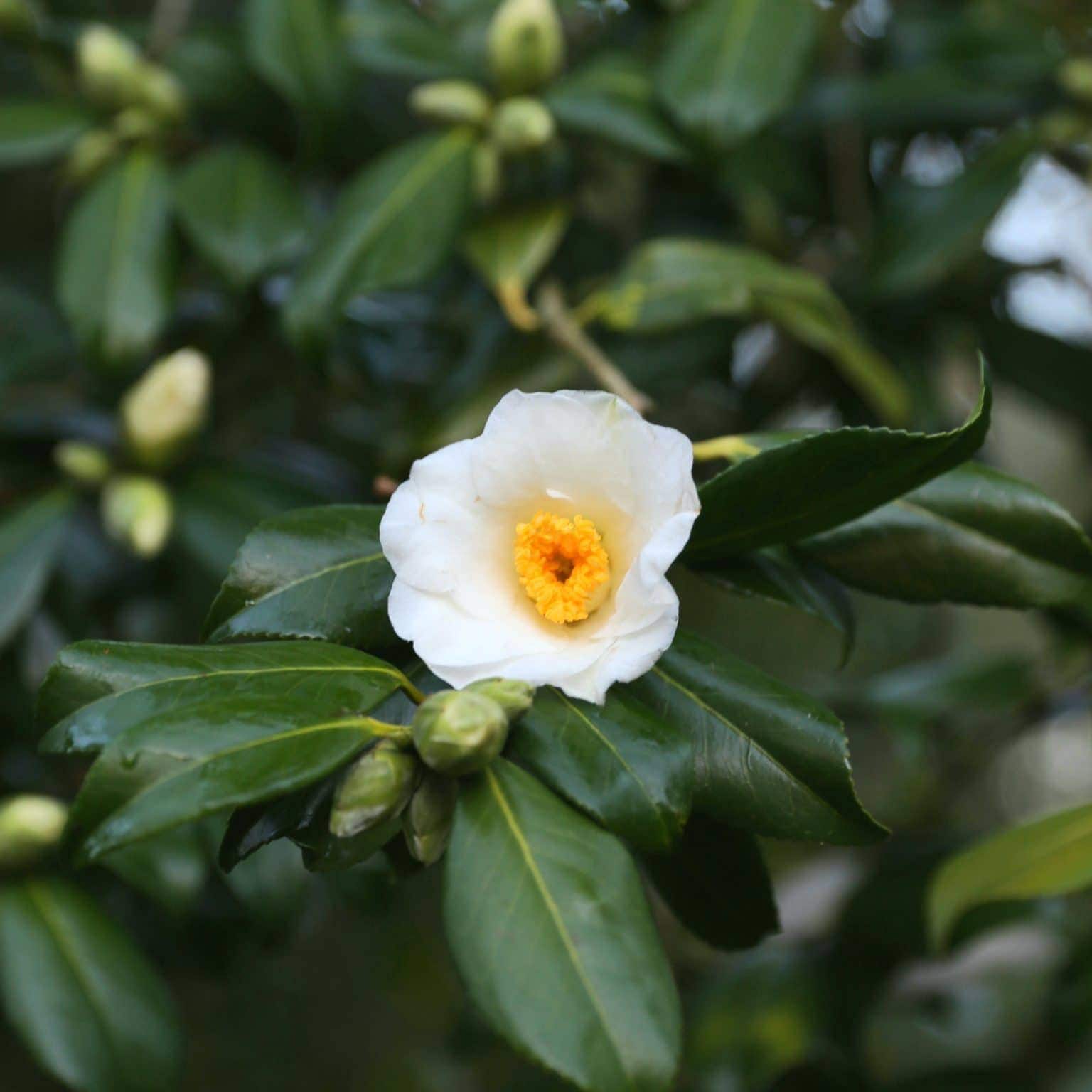 Winter Flowering Camellias, Shining In Late January At Wisley 