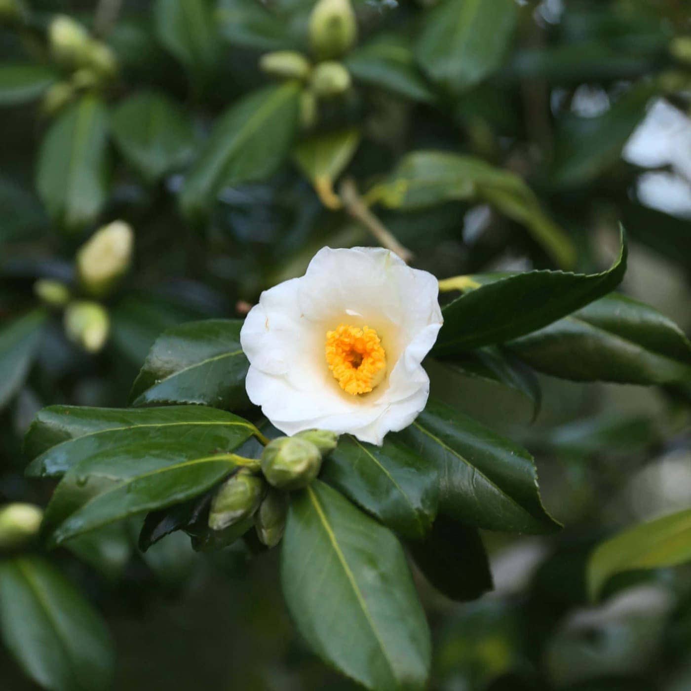 Camellia x williamsii 'Francis Hanger'