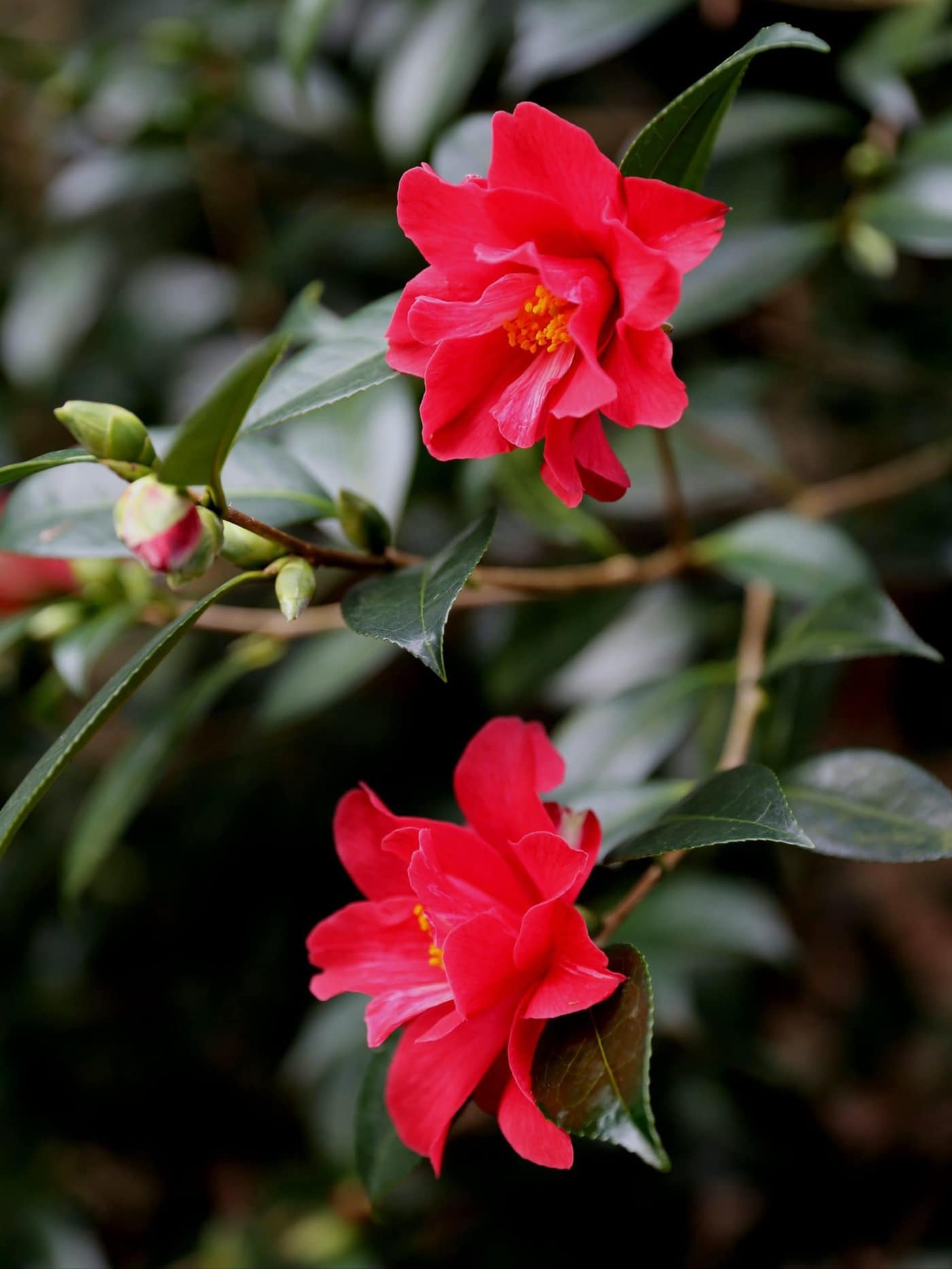 Camellia x williamsii 'Freedom Bell'