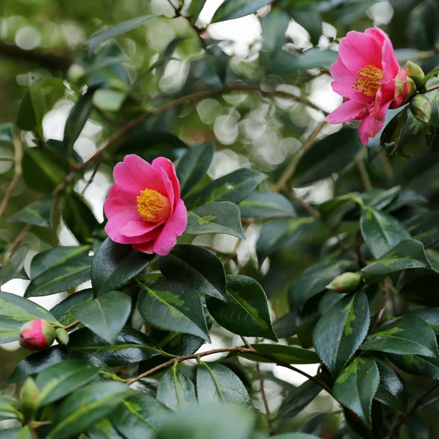 Camellia x williamsii 'Golden Spangles' 2