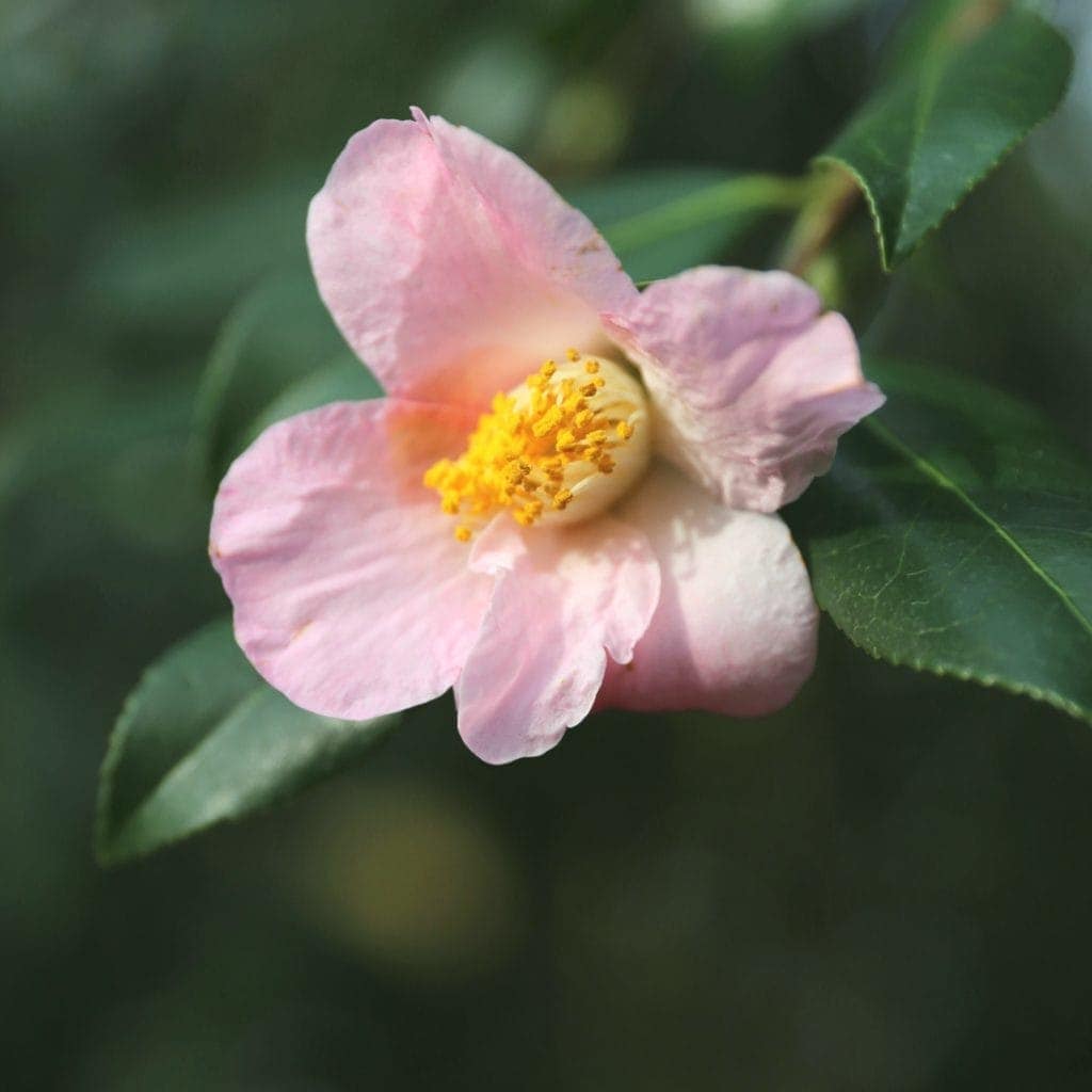 Winter flowering camellias, shining in late January at