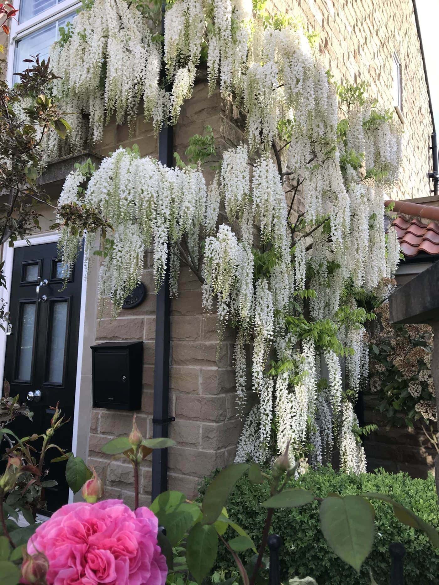 Wisteria planer