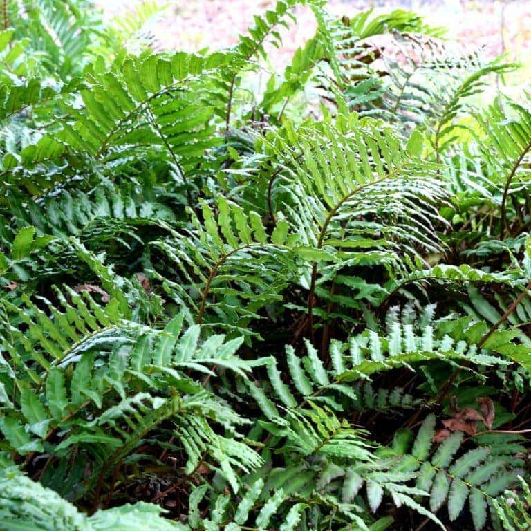 Hardy evergreen ferns for any spot in the garden | Bestall & Co