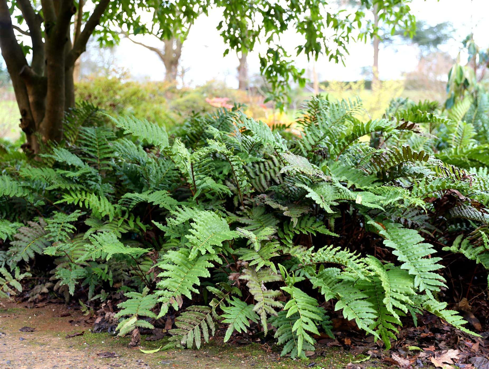 Hardy evergreen ferns for any spot in the garden | Bestall & Co