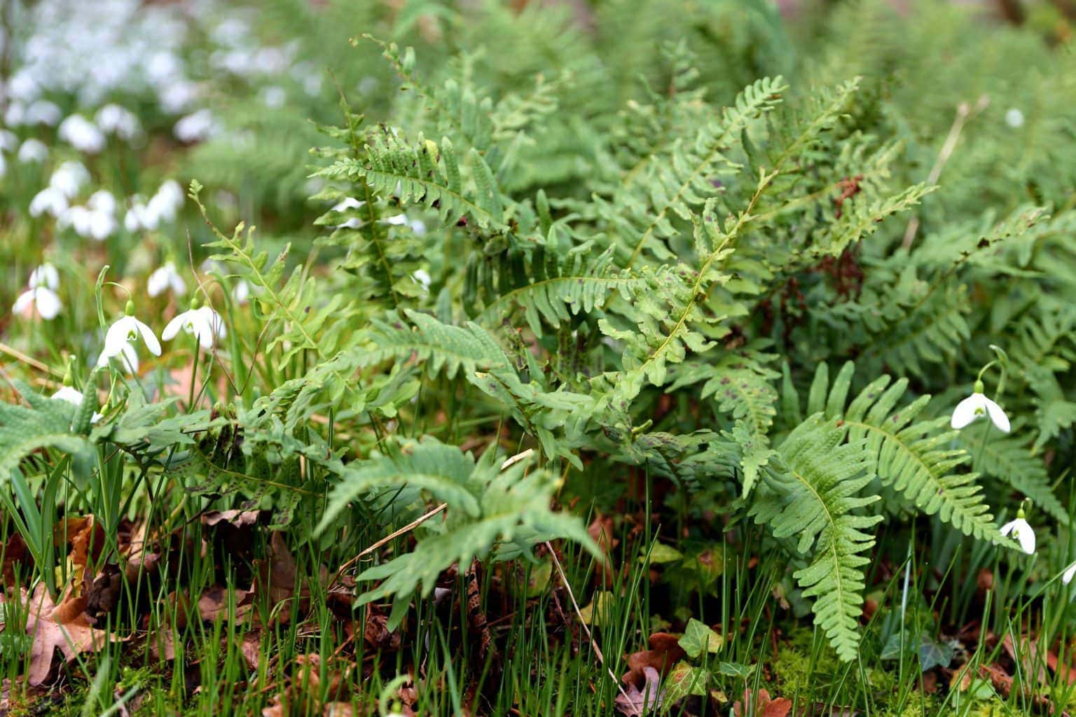 Hardy evergreen ferns for any spot in the garden Bestall & Co
