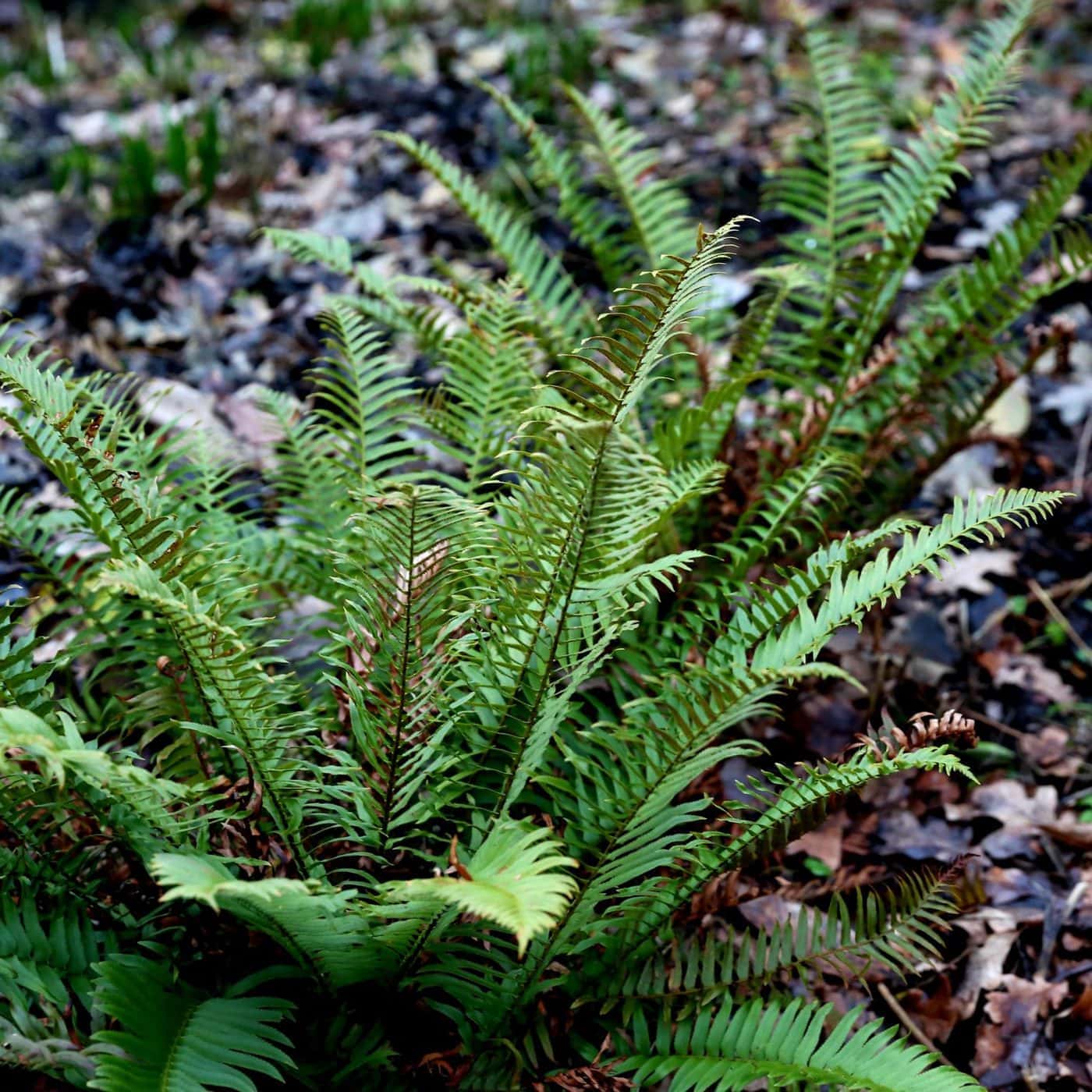 Hardy evergreen ferns for any spot in the garden Bestall & Co