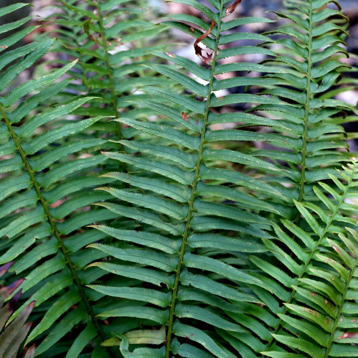 Hardy evergreen ferns for any spot in the garden Bestall & Co