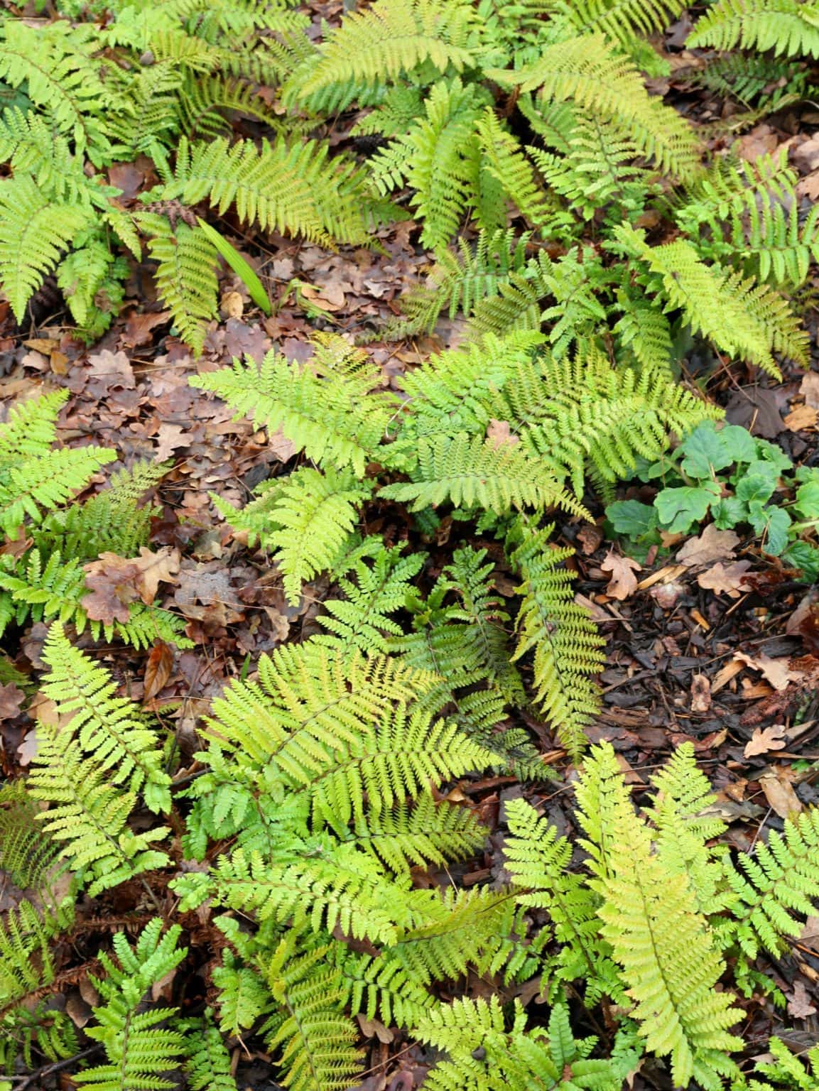 Hardy evergreen ferns for any spot in the garden Bestall & Co