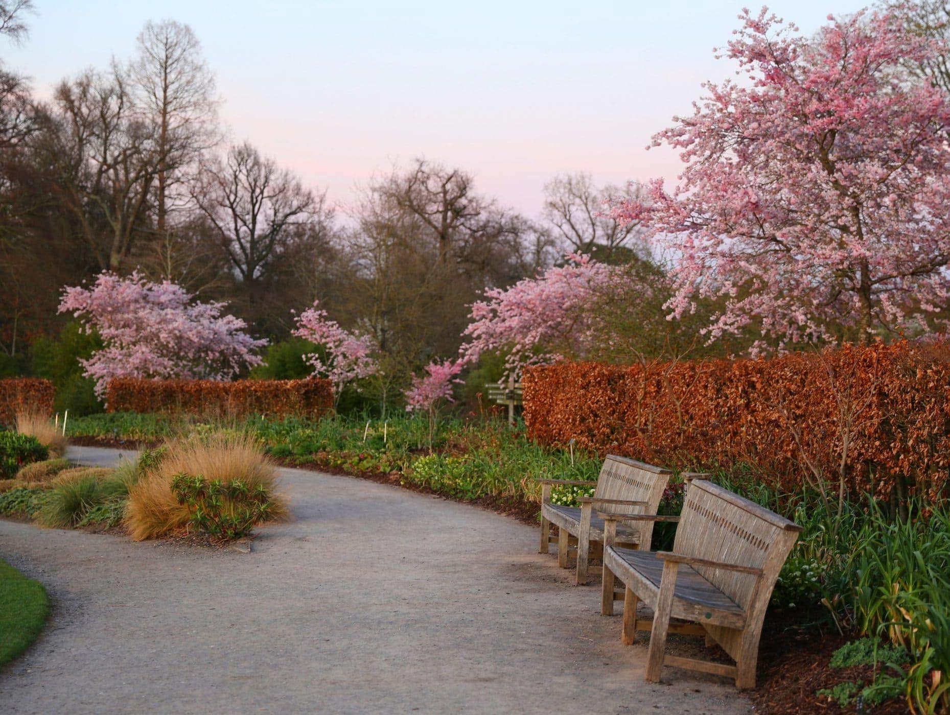 Flowering Cherries From Huge Wild Trees To Miniature Cultivars Bestall Co