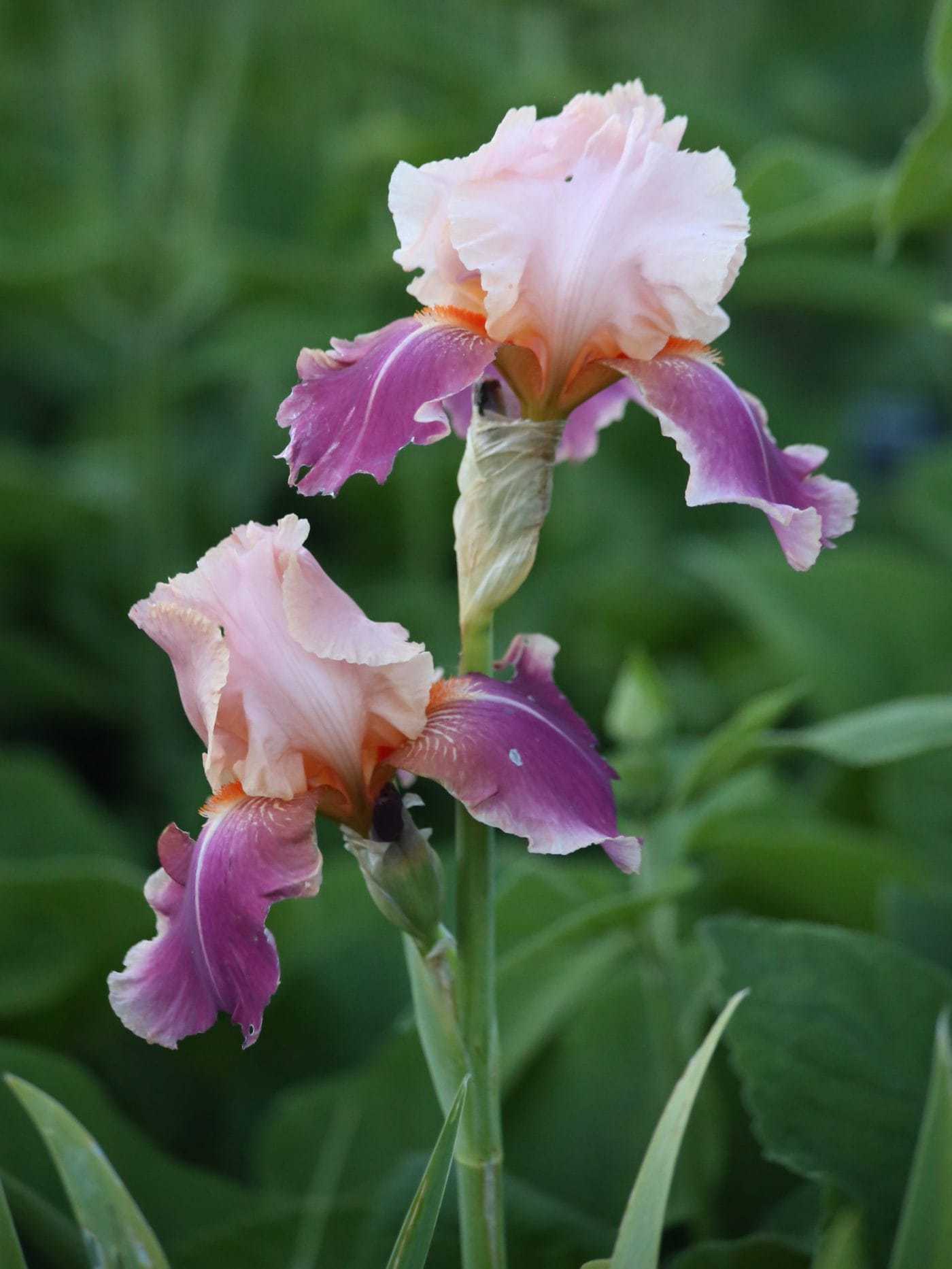 Bearded iris deals