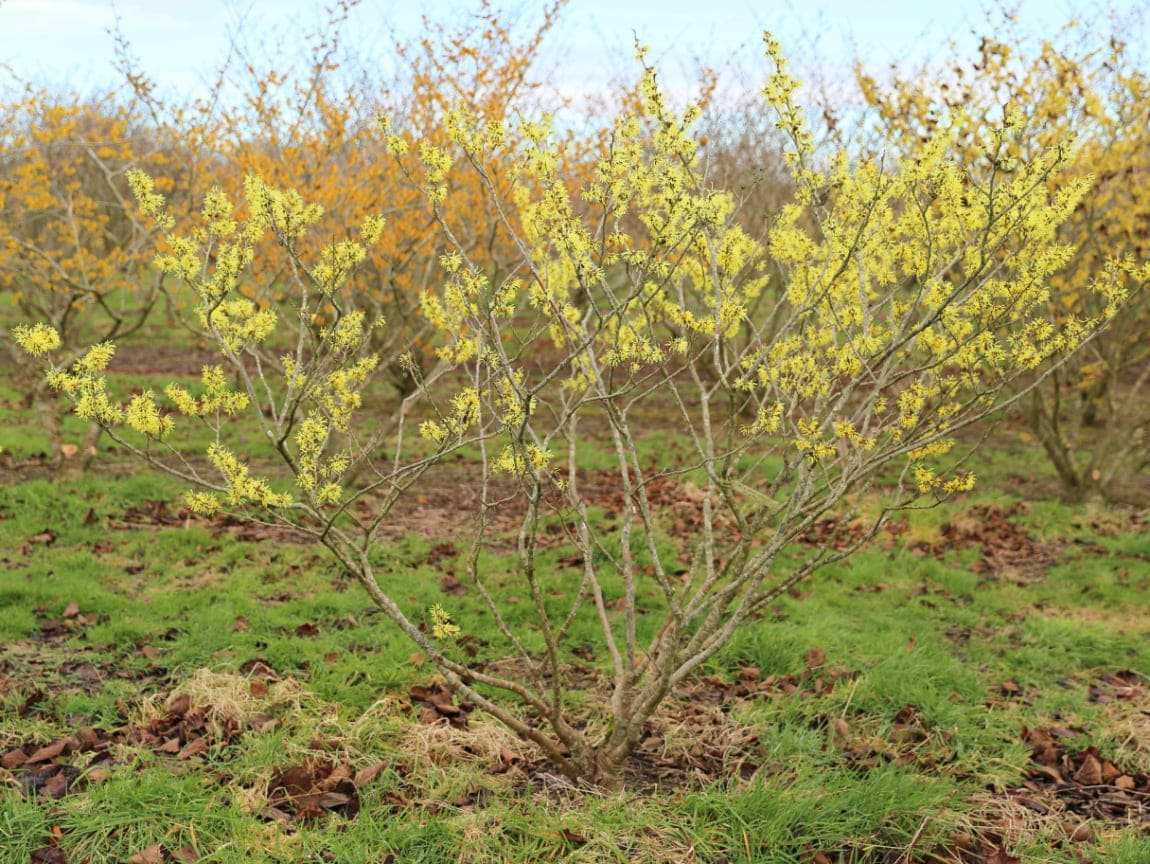 Witch Hazels Charismatic Stars Of The Winter Garden Bestall And Co