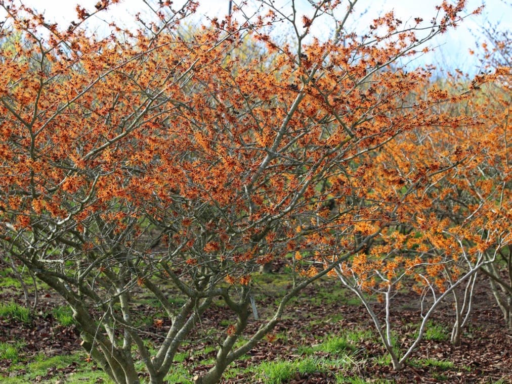 Hamamelis x intermedia 'Aphrodite