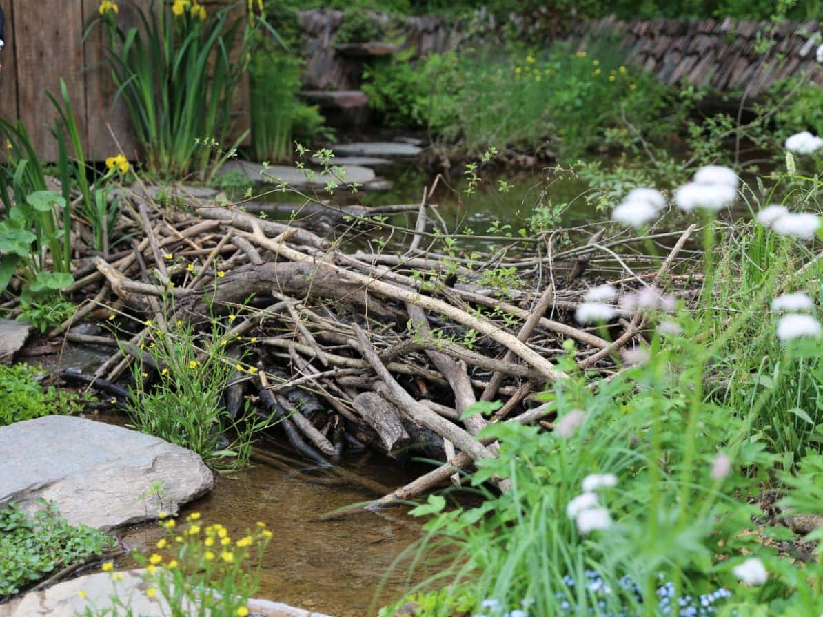 The Case for Letting Your Garden Run Wild