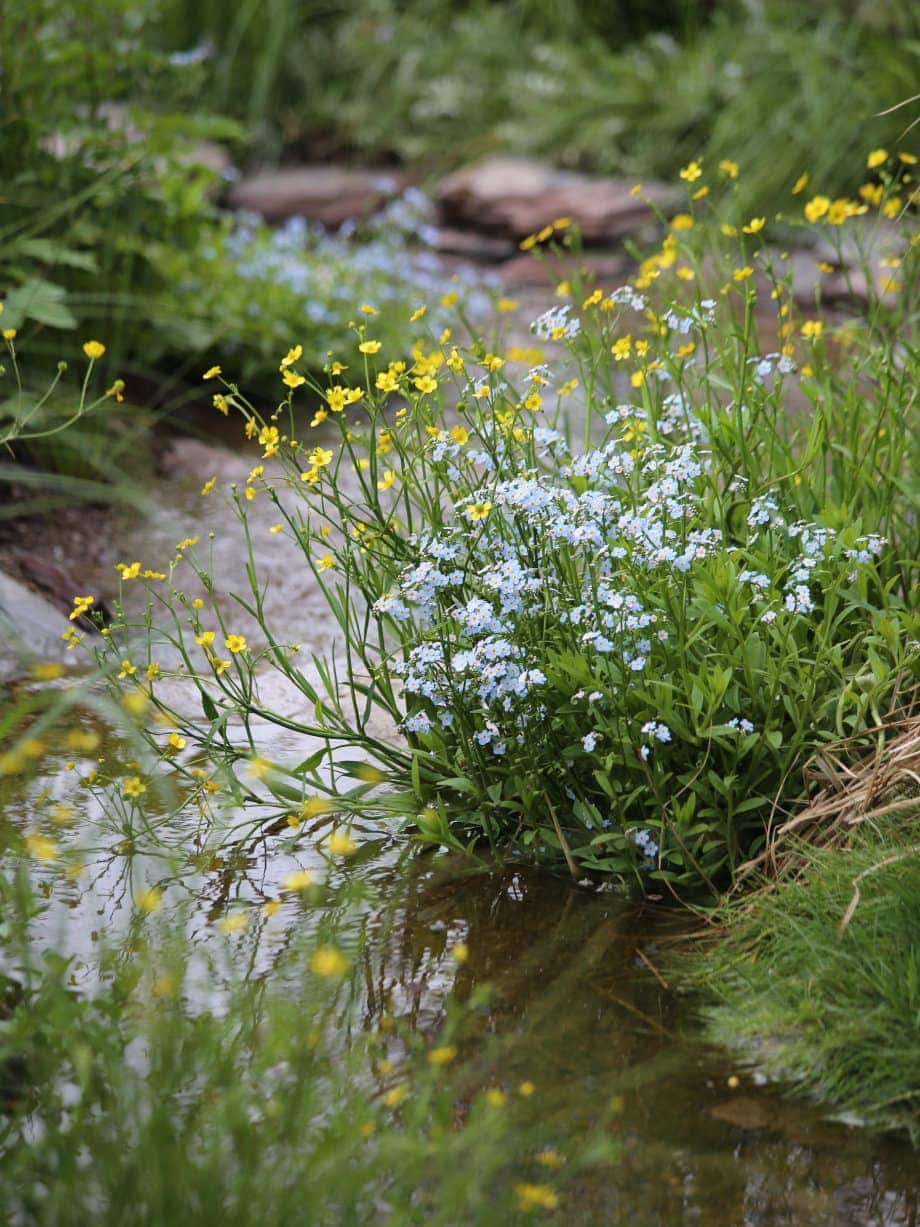 The Case for Letting Your Garden Run Wild