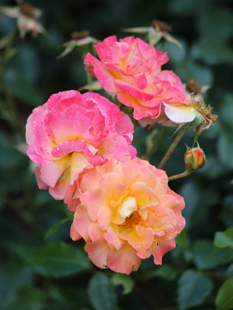 Repeat-flowering multitonal roses | Bestall & Co