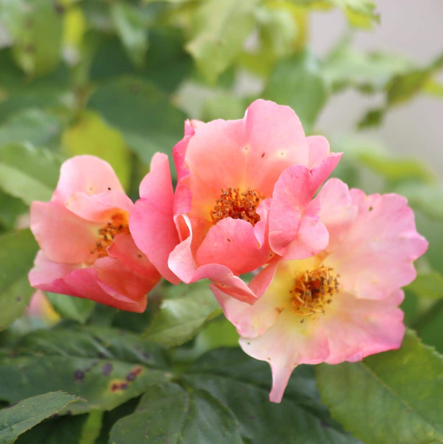 ROSA STABILIZZATA NASCITA - TROPICAL FLOWERS