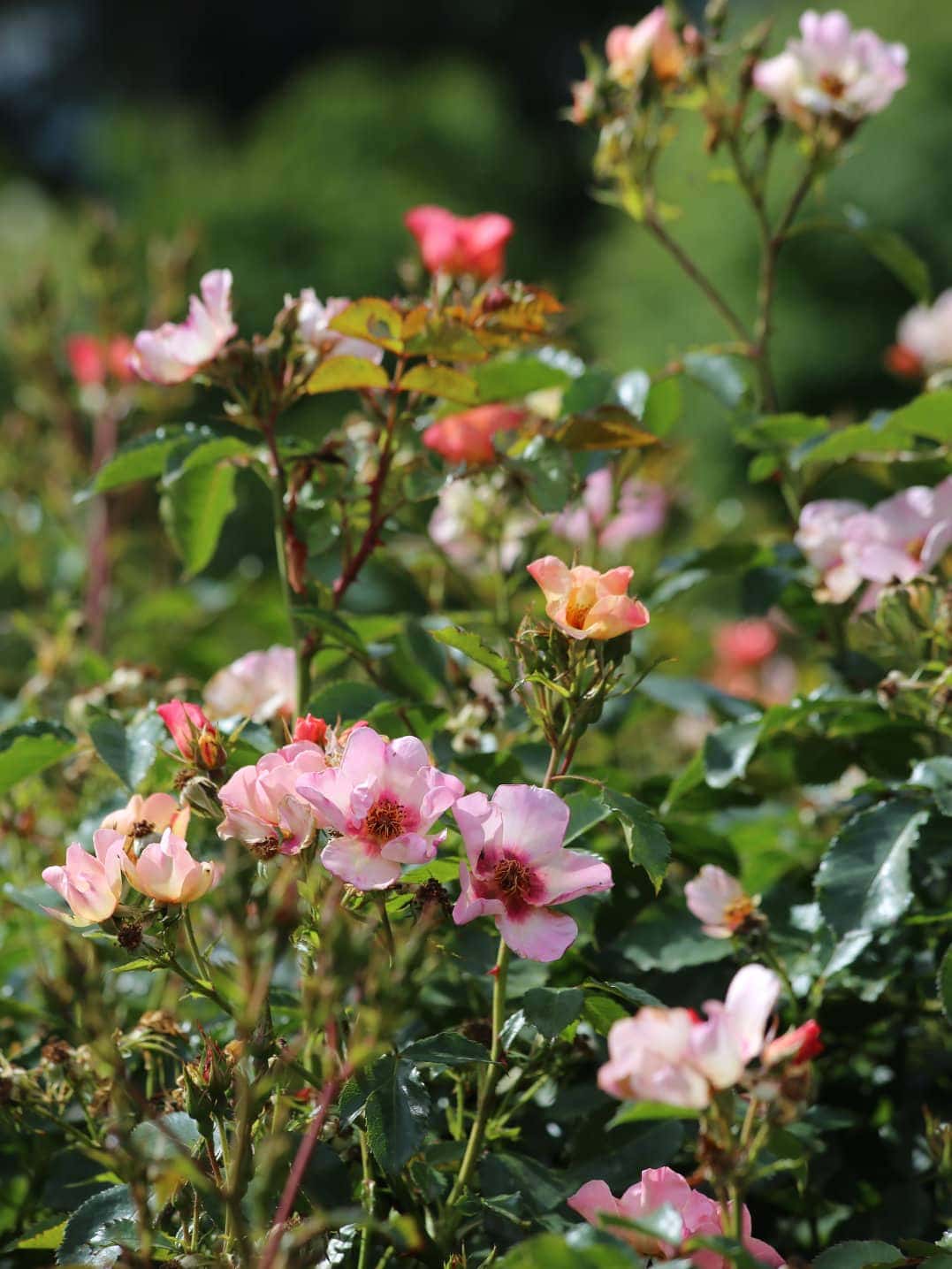 ROSA STABILIZZATA NASCITA - TROPICAL FLOWERS