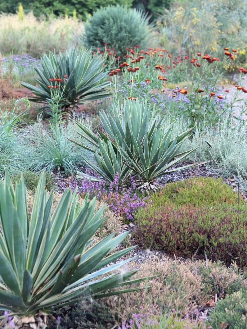 Heatwave gardening; Yuccas and everlasting flowers