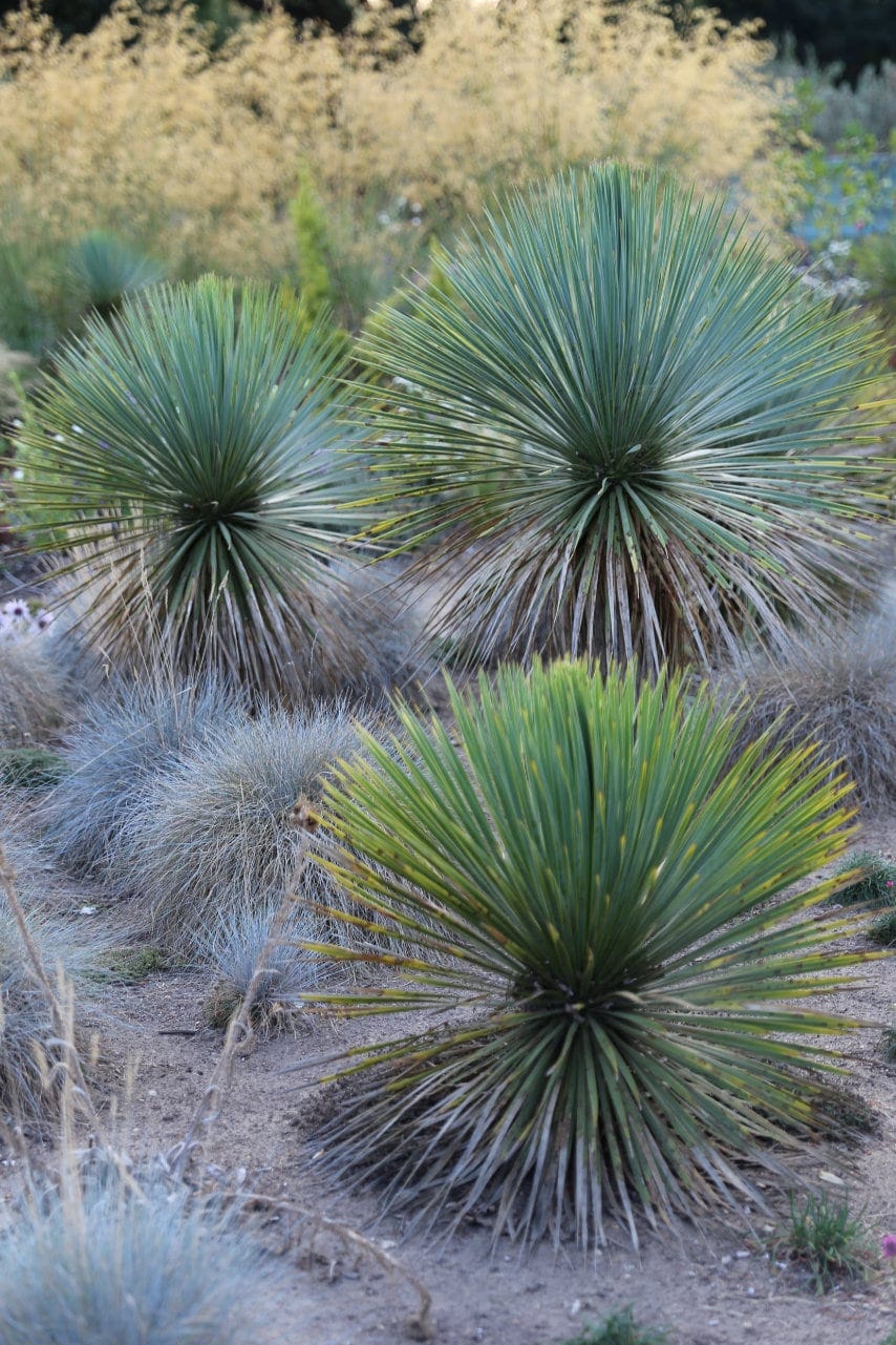 Heatwave gardening; Yuccas and everlasting flowers