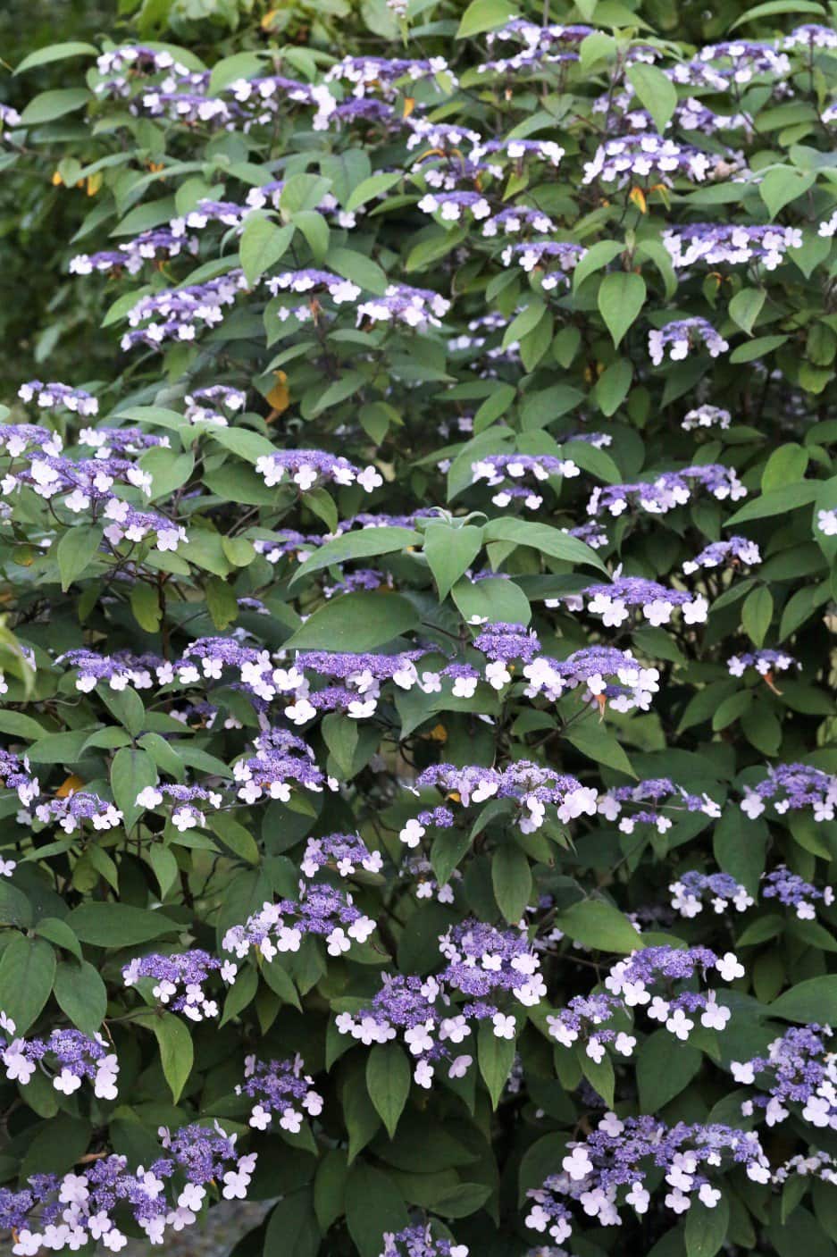 Image of Hydrangea aspera in garden