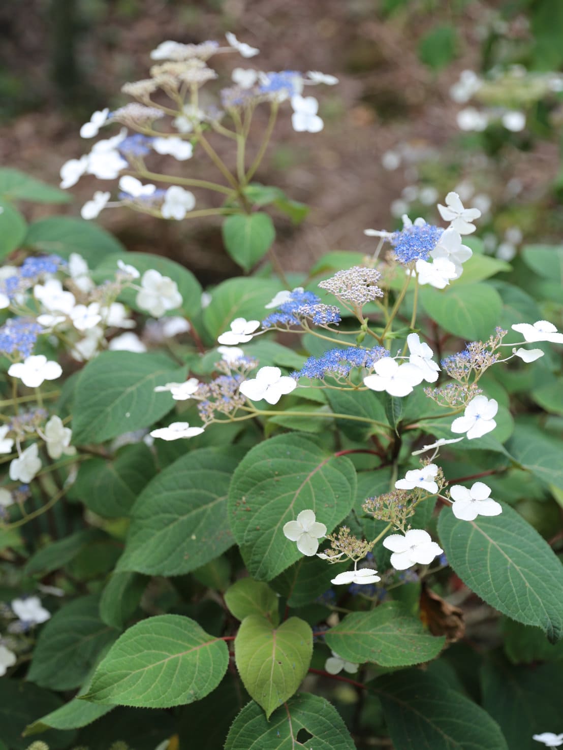 Image of Aspera white hydrangea