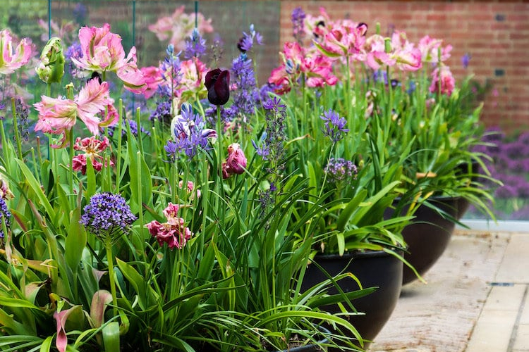 Modern Country English Garden - The Priory by Bestall & Co