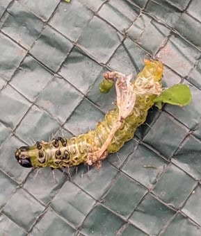 Box tree caterpillar | Bestall & Co