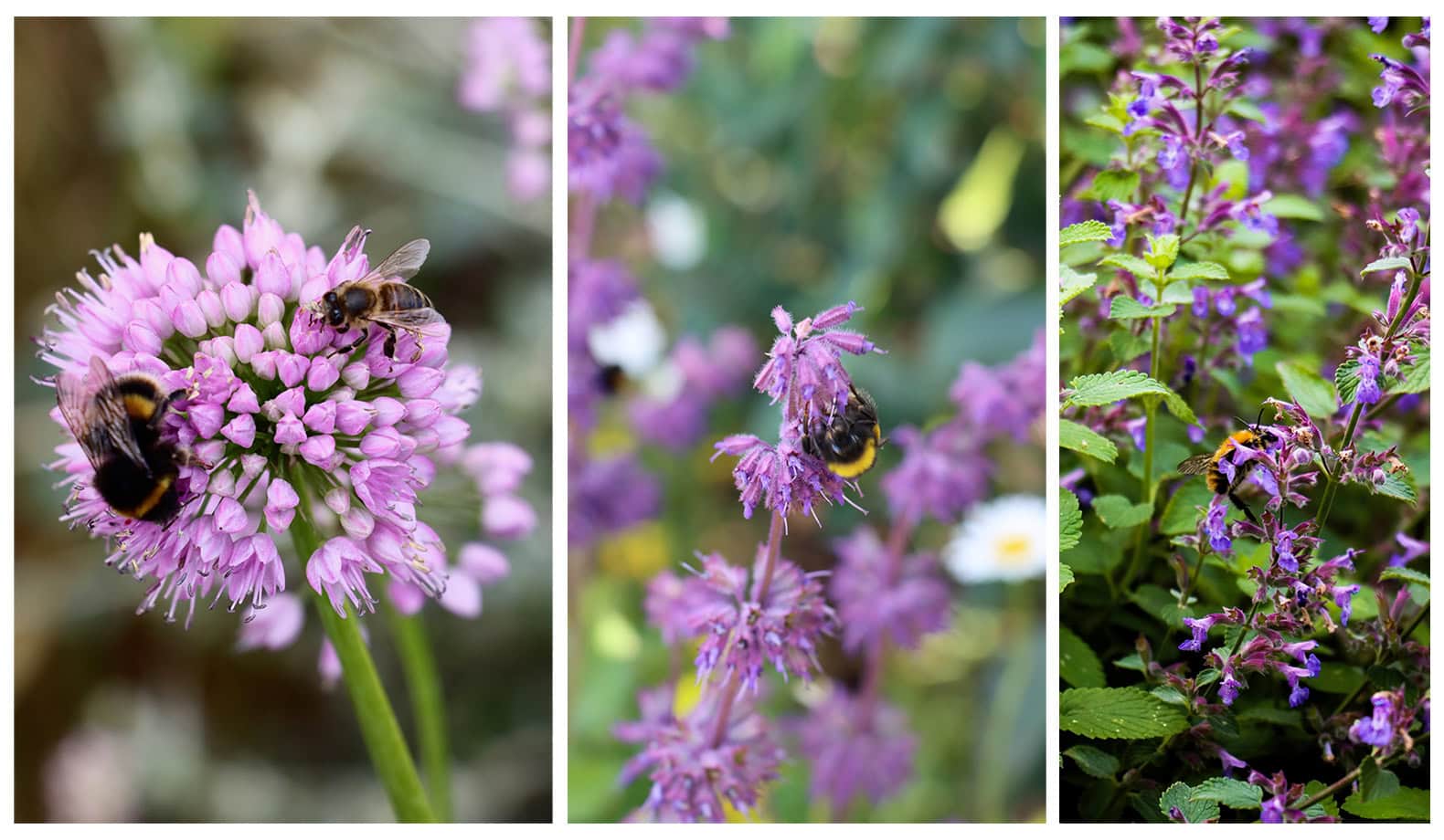 Various close-ups of bees in Bestall & Co gardens. Photographs by Harvey Dyson.