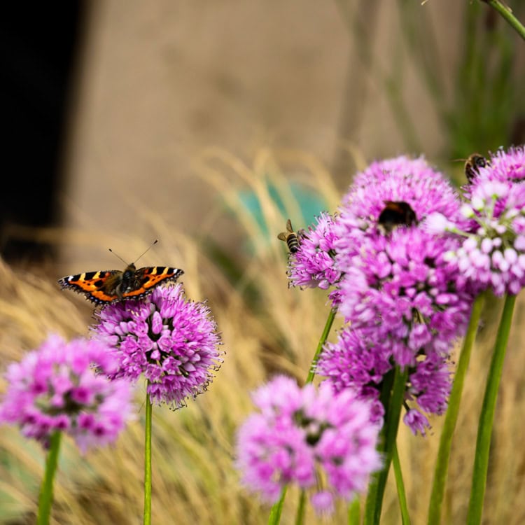 How Can I Attract Bees Into My Garden Thumbnail