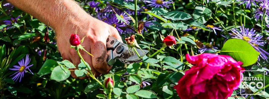 The chop and drop method - pruning roses. Photo by Harvey Dyson, garden by Bestall & Co.