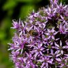 attracting pollinating insects article thumbnail