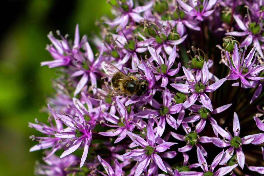 attracting pollinating insects article thumbnail