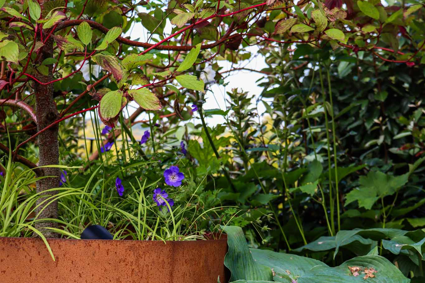 Corten Steel Planter with Porcelain Paving Patio, Summer Planting Style