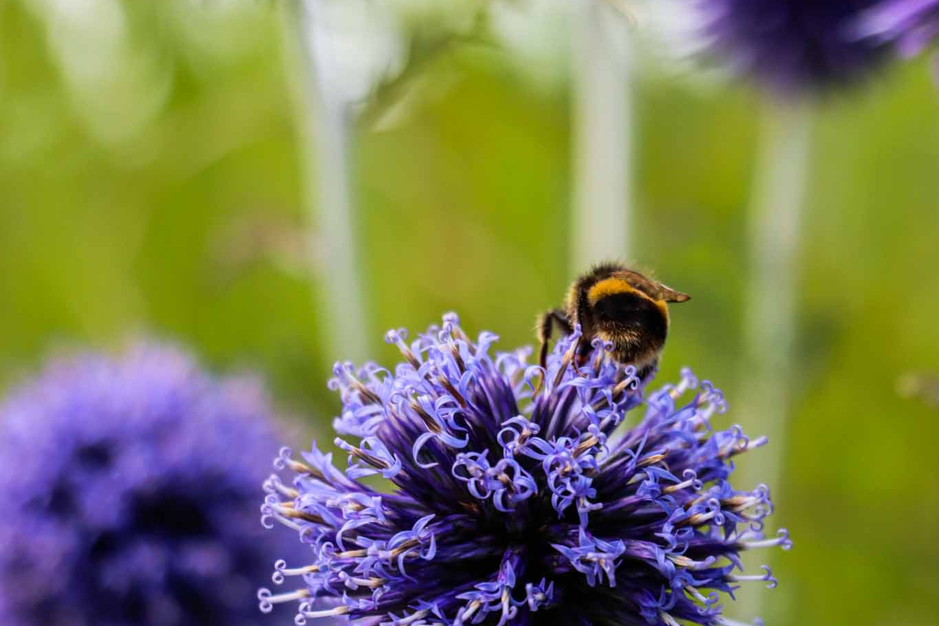 Bee Pollinating Atop An Allium In Summer
