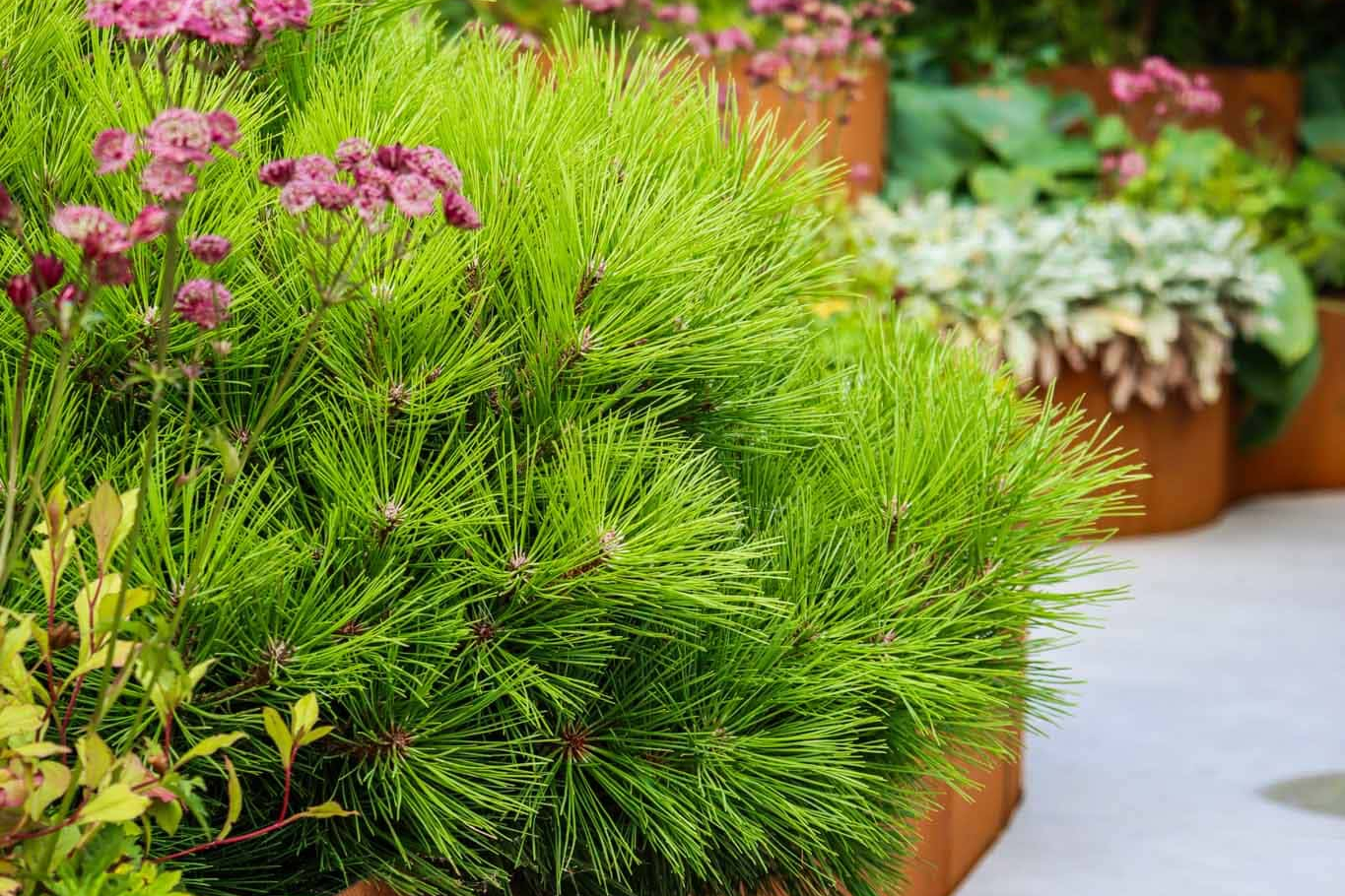 Corten Steel Planter with Porcelain Paving Patio, Summer Planting Style