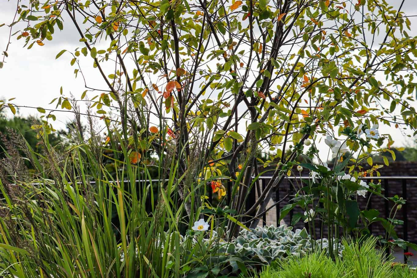 Foliage Balcony Planting With Raised Tree Focal Point