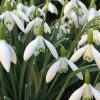 Galanthus Snowdrops in bloom article thumbnail picture 2025